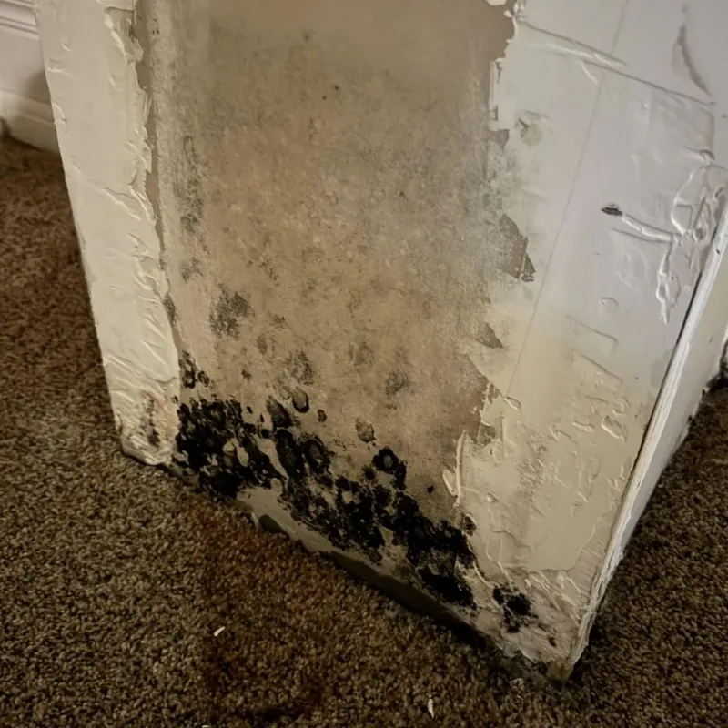 Professional Mold Removal in Virginia City, MT